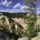 Trees on the Canyon at Yellowstone National Park