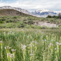 Wild iris and Electric Peak landscape at Yellowstone National Park