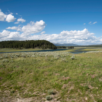 Windswept landscape in Yellowstone National Park