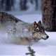 Wolf running in the snow in Yellowstone National Park, Wyoming