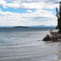 Yellowstone lake shoreline with fallen tree