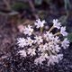 Yellowstone sand verbena, Endemic to Yellowstone lakeshore, Wyoming