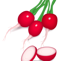 Beet vegetable vector clipart