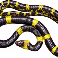Black Snake with Yellow Bands vector clipart