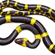 Black Snake with Yellow Bands vector clipart