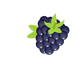 Blackberry vector clipart