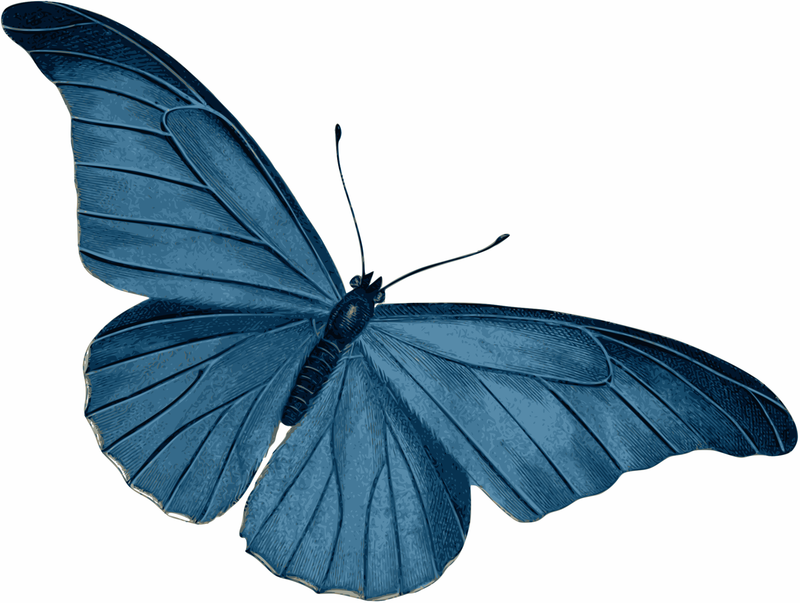 Download Blue Butterfly Vector Art image - Free stock photo ...