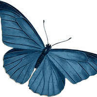Blue Butterfly Vector Art