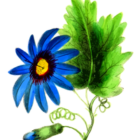 Blue Flower Vector Clipart