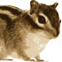 Brown Chipmunk Vector Art