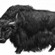 Bull Yak vector clipart