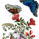 Butterflies on pomegranate vector clipart