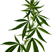 Cannabis vector clipart