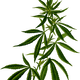 Cannabis vector clipart