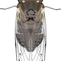 Cicida Bug Vector Clipart