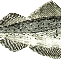 Cod fish vector clipart