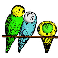 Colored Parakeets vector clipart