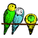 Colored Parakeets vector clipart