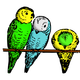 Colored Parakeets vector clipart