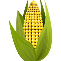 Corn Vector Clipart