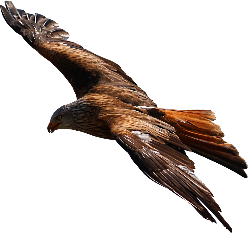 Flying Eagle Vector file image - Free stock photo - Public ...