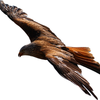 Flying Eagle Vector file