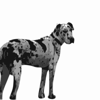 Great Dane Vector Clipart