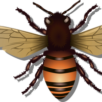 Honey Bee Vector Clipart