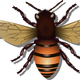 Honey Bee Vector Clipart