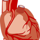Human Heart vector file