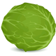 Iceberg Lettuce Vector Clipart