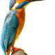 Kingfisher bird vector clipart