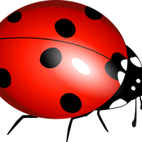 Ladybug Vector File