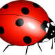 Ladybug Vector File
