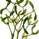 Mistletoe plant vector file