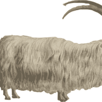 Mountain Goat Vector Clipart