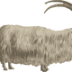 Mountain Goat Vector Clipart