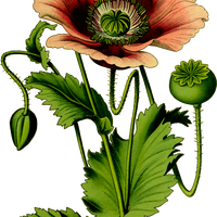 Opium Poppy Plant vector clipart
