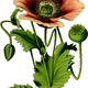 Opium Poppy Plant vector clipart