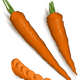 Orange Carrots Vector Clipart