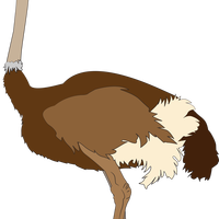 Ostrich Vector Clipart