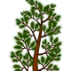 Pine Branch Vector Clipart