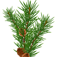 Pine Branch with Pine Cones Vector Clipart