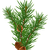 Pine Branch with Pine Cones Vector Clipart image - Free stock photo ...