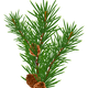 Pine Branch with Pine Cones Vector Clipart