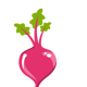 Pink Beet vector file