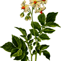 Potato Plant flowers vector clipart