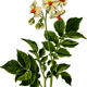 Potato Plant flowers vector clipart