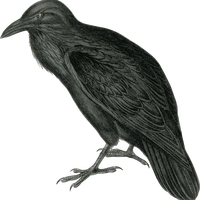 Raven Vector Clipart