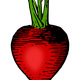 Red Radish Vector Clipart